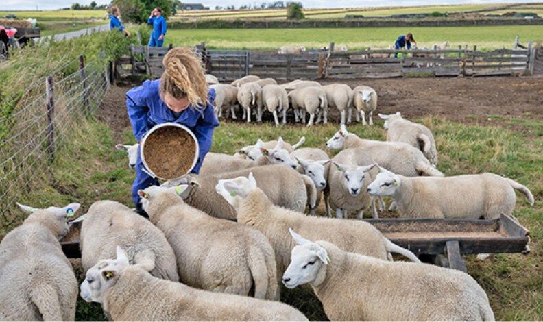 Schapen worden gevoerd op schapenboerderij De Waddel