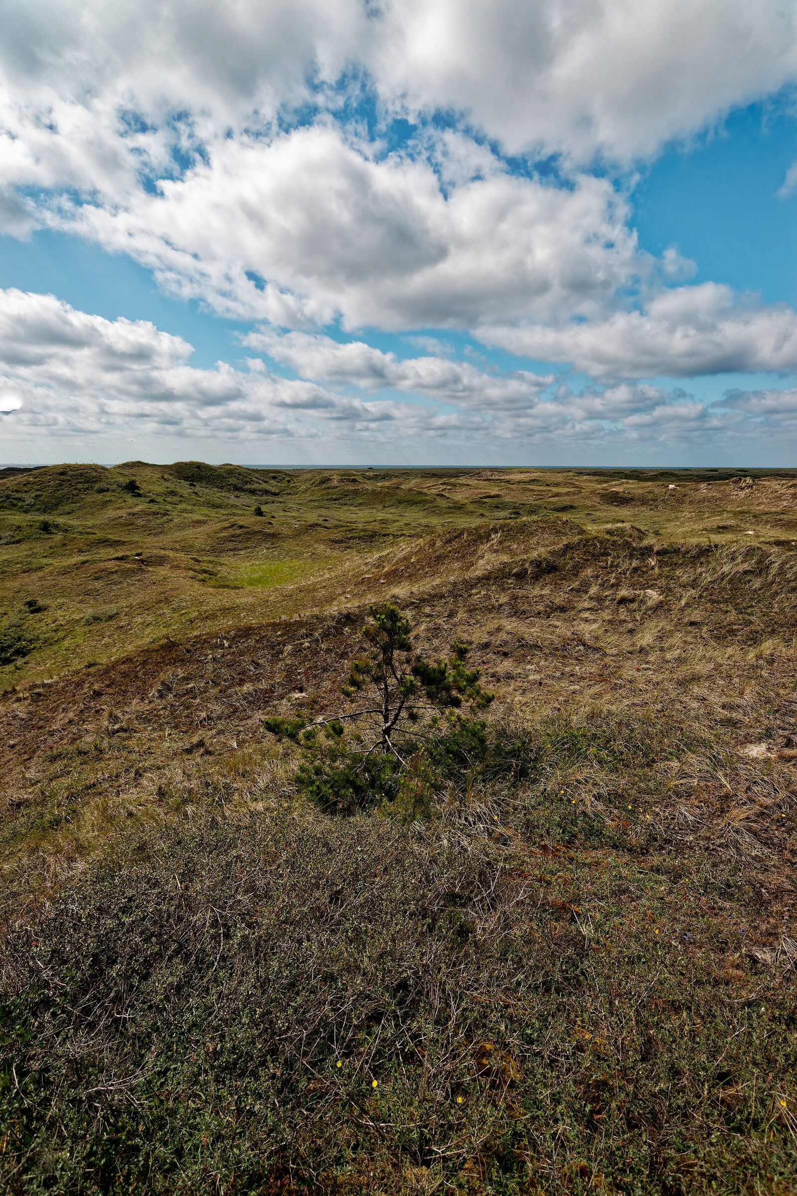 Open duinvallei met heide en een jong boompje in de Bleekersvallei op Texel